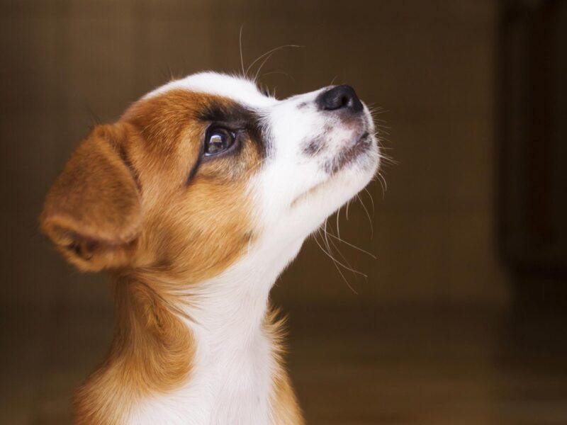 Veterinaria Dr Alfredo Fachada