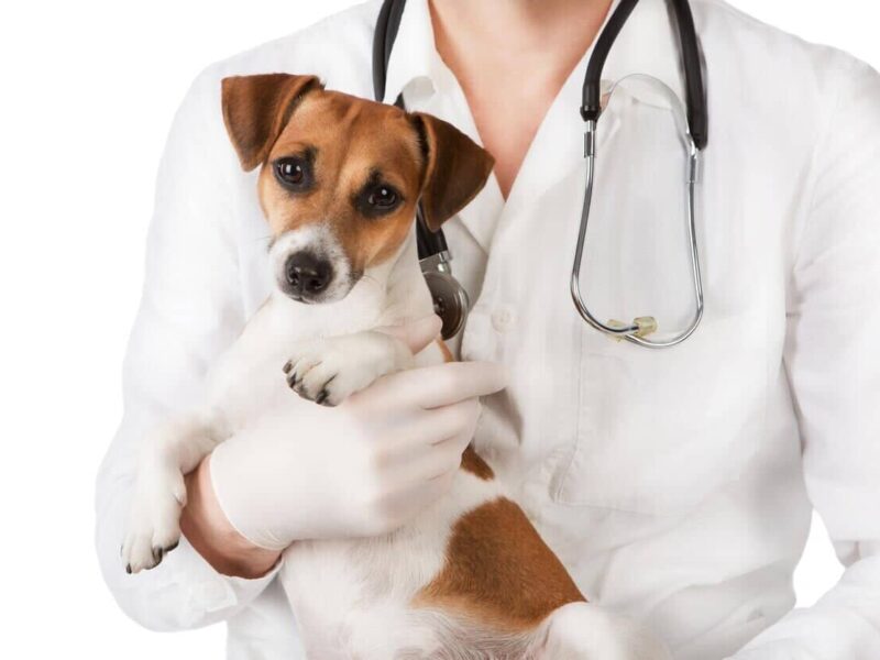 Veterinaria Dr Alfredo Fachada