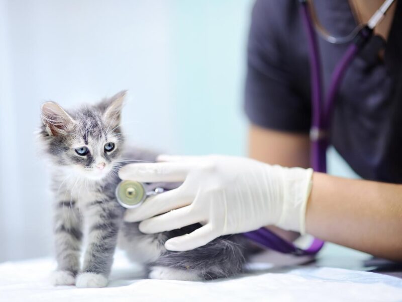Veterinaria Dr Alfredo Fachada