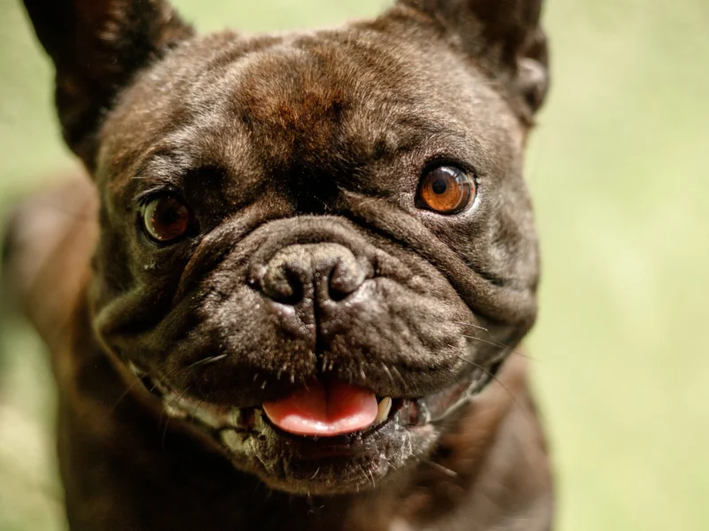 Consultório Veterinário Oficina dos Bichos