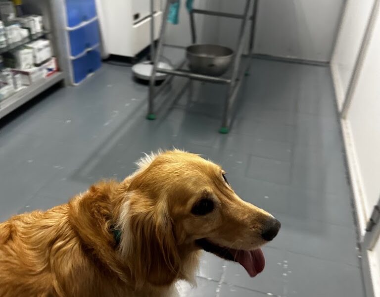 Consultório Veterinário da Galiza