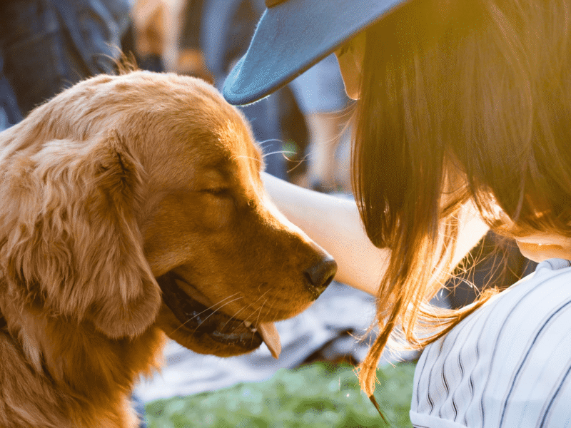 Furrytails - Daycare, Estadia, Vet, Spa Canino, Loja Online e mais