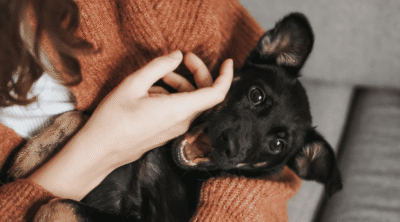 Furrytails - Daycare, Estadia, Vet, Spa Canino, Loja Online e mais
