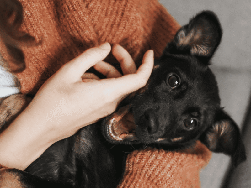 Furrytails - Daycare, Estadia, Vet, Spa Canino, Loja Online e mais