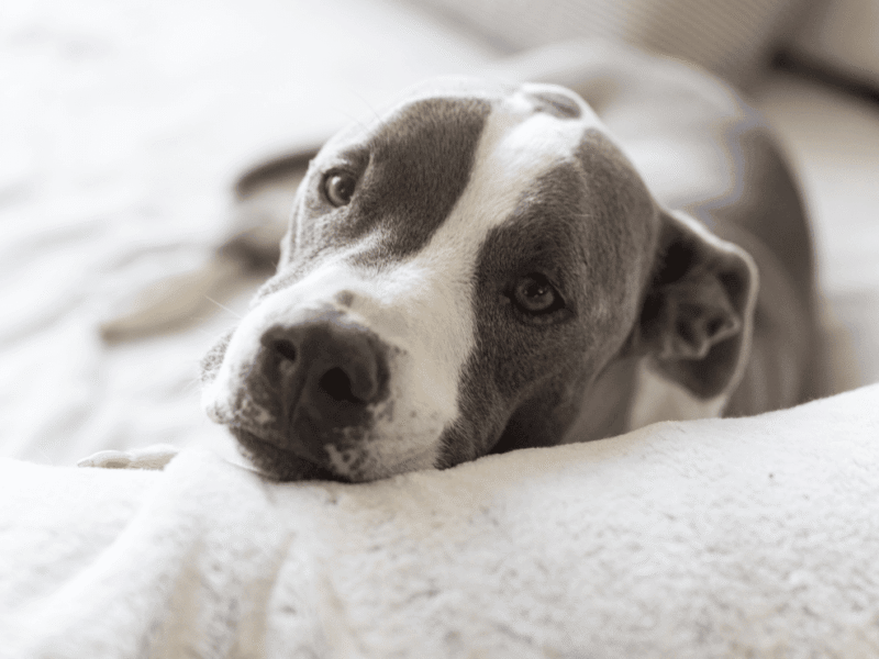 Furrytails - Daycare, Estadia, Vet, Spa Canino, Loja Online e mais