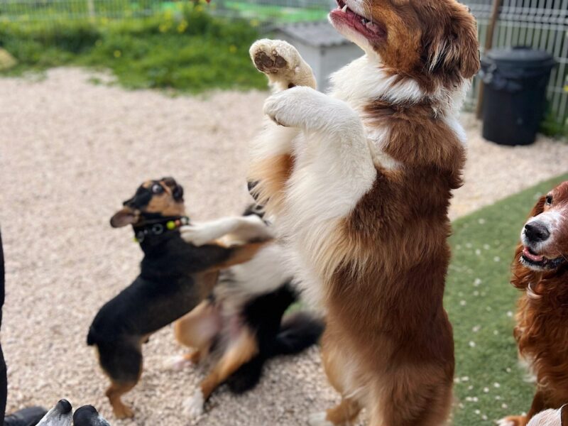 Furrytails - Daycare, Estadia, Vet, Spa Canino, Loja Online e mais