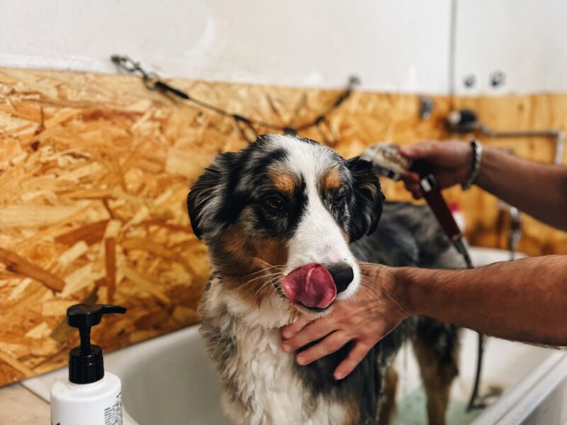 Furrytails - Daycare, Estadia, Vet, Spa Canino, Loja Online e mais