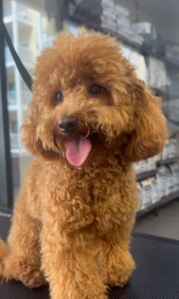 Groomy - pet spa & shop