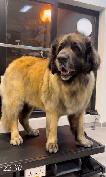 Groomy - pet spa & shop