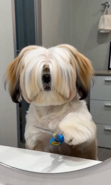 Groomy - pet spa & shop
