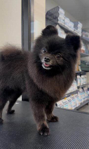 Groomy - pet spa & shop