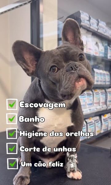 Groomy - pet spa & shop