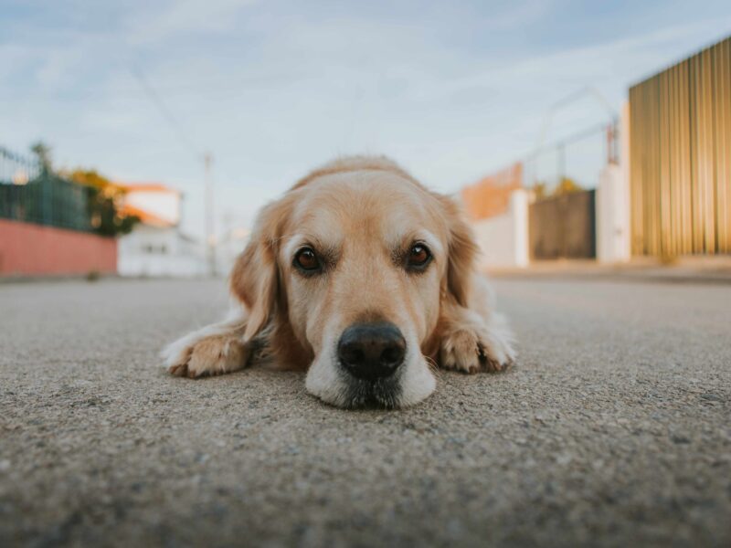 LPDA - Portuguese League of Animal Rights