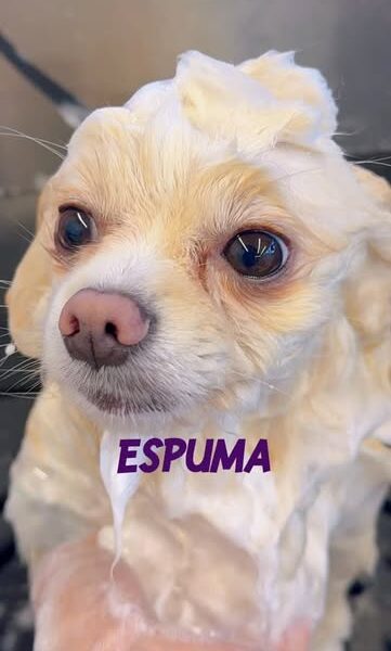 Maison do Pelo - Centro de Estética e Boutique Animal