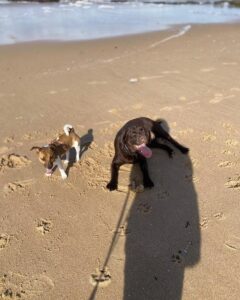 MiNi Dog Walking & Sitting Cascais