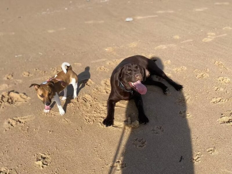 MiNi Dog Walking & Sitting Cascais