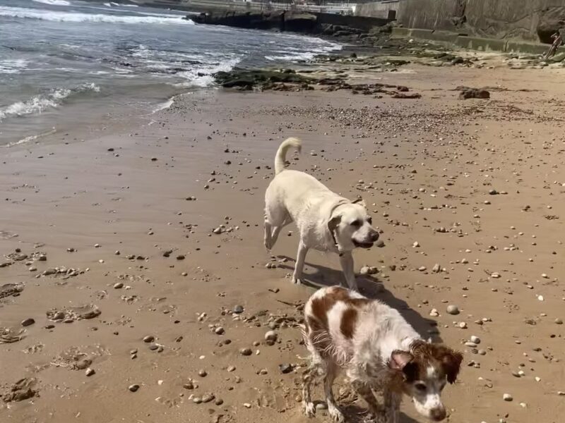 MiNi Dog Walking & Sitting Cascais