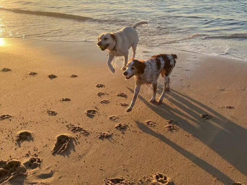MiNi Dog Walking & Sitting Cascais