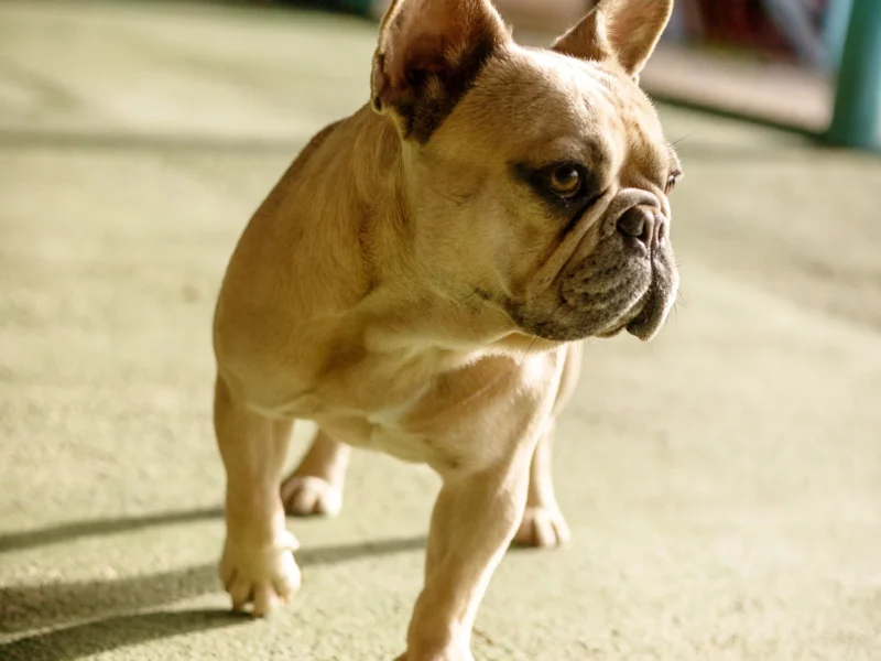 Oficina dos bichos , Hotel de animais