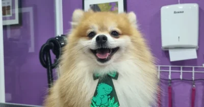 Pet Pipoca Dog Grooming