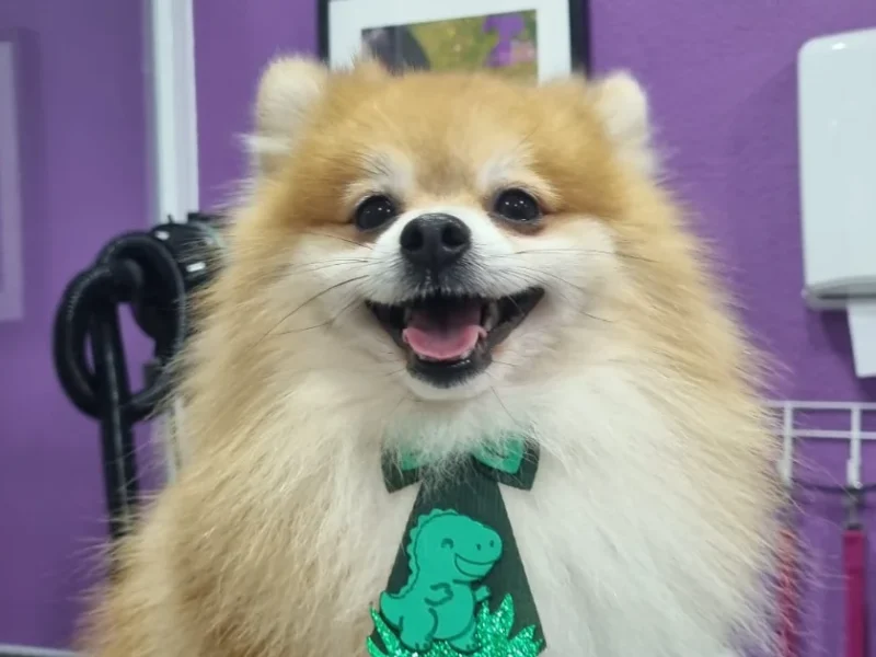 Pet Pipoca Dog Grooming
