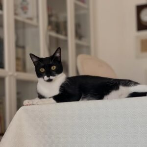 Petnessa - Petsitting & Dog Walking
