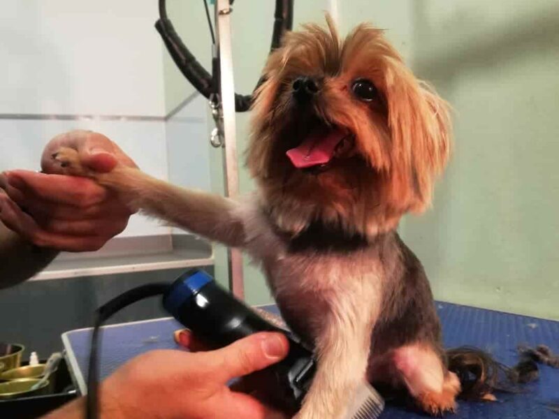 Pêlo Cão - Tires