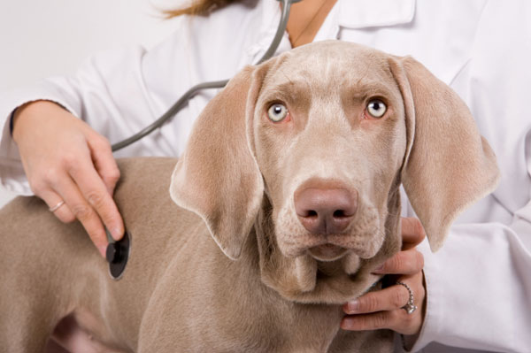 Referência Veterinária
