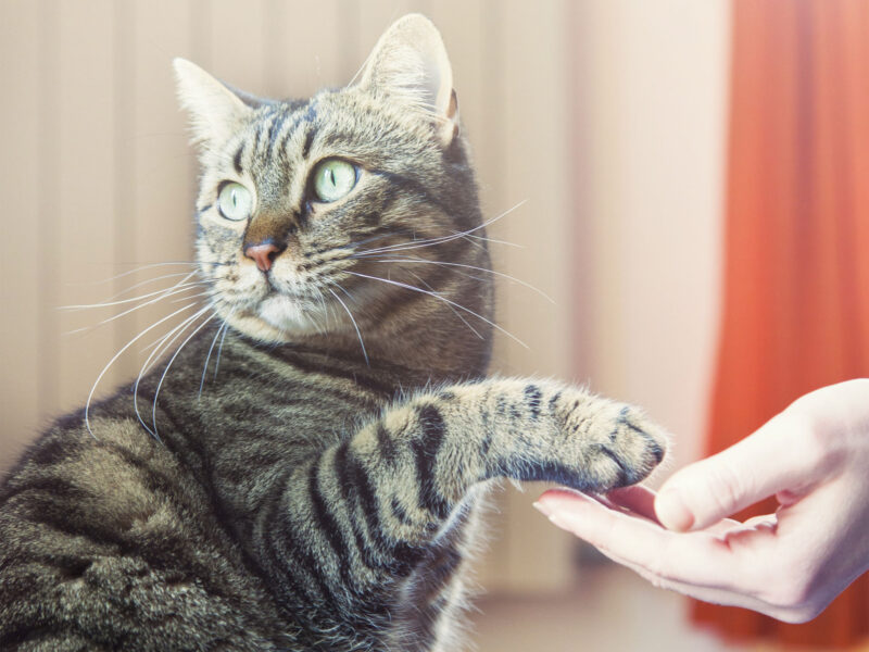 Referência Veterinária