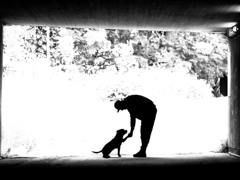 Referência Veterinária