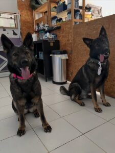 Tio Luke - Pet Groomers