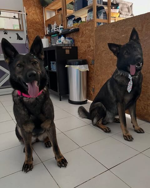 Tio Luke - Pet Groomers
