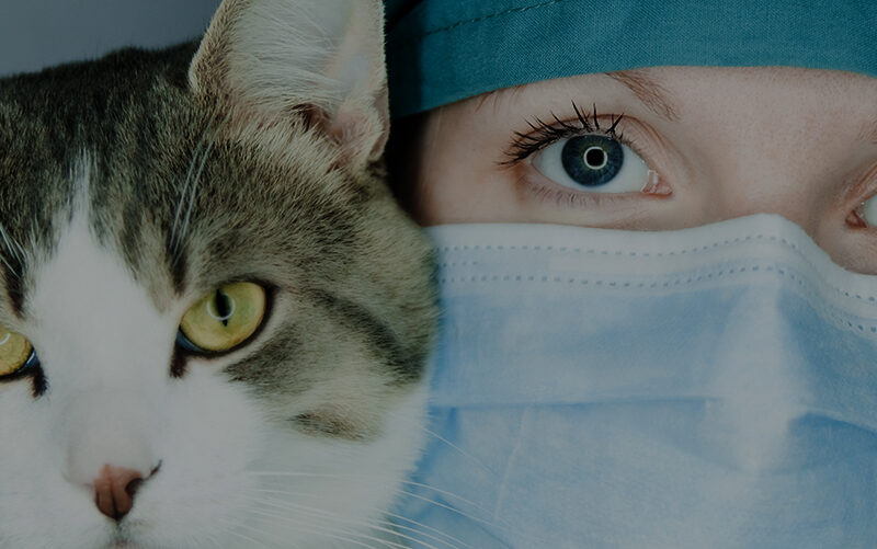 Veterinary Hospital Bicuda
