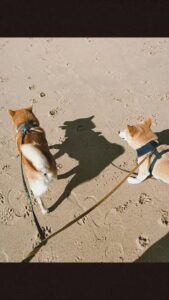Yupie dogsitting & dogwalking