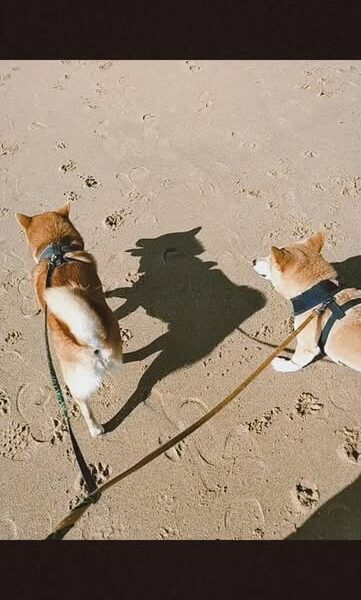 Yupie dogsitting & dogwalking