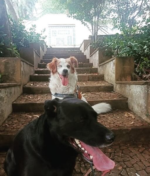 Yupie dogsitting & dogwalking