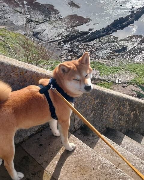 Yupie dogsitting & dogwalking