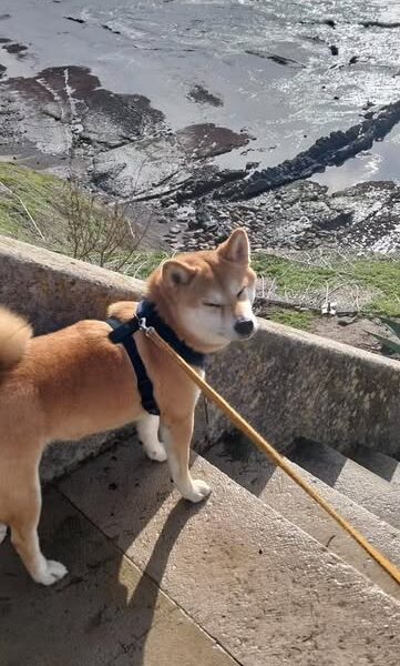 Yupie dogsitting & dogwalking