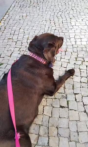 Yupie dogsitting & dogwalking